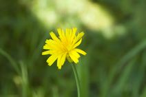 高安山霊園・四季折々の花