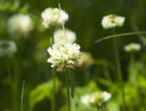 高安山霊園・四季折々の花
