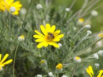 高安山霊園・四季折々の花
