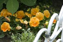 高安山霊園・四季折々の花