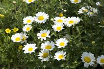 高安山霊園・四季折々の花