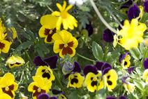 高安山霊園・四季折々の花