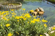 高安山霊園・四季折々の花