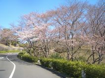 公園墓地のさくら