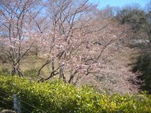 公園墓地のさくら