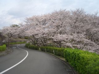 公園墓地のさくら