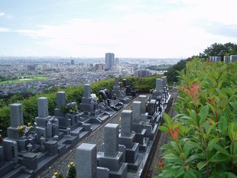 公園墓地のさくら