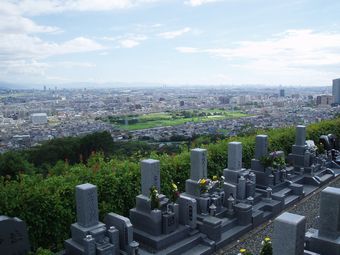 公園墓地のさくら